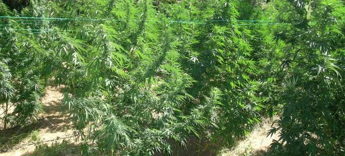 Επιτυχία της ΕΛ.ΑΣ.: Εντόπισε «δάσος» ναρκωτικών στην Κρήτη- 3.000 δενδρύλλια κάνναβης